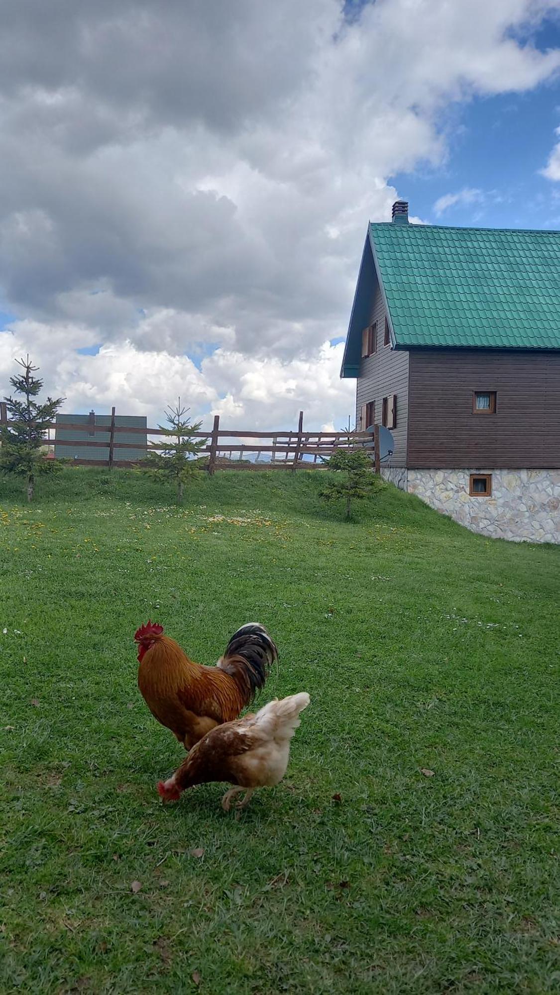 Family Farm Apartments Žabljak Exteriör bild